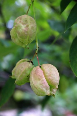 Staphylea pinnata - klokoč zpeřený - plod 1